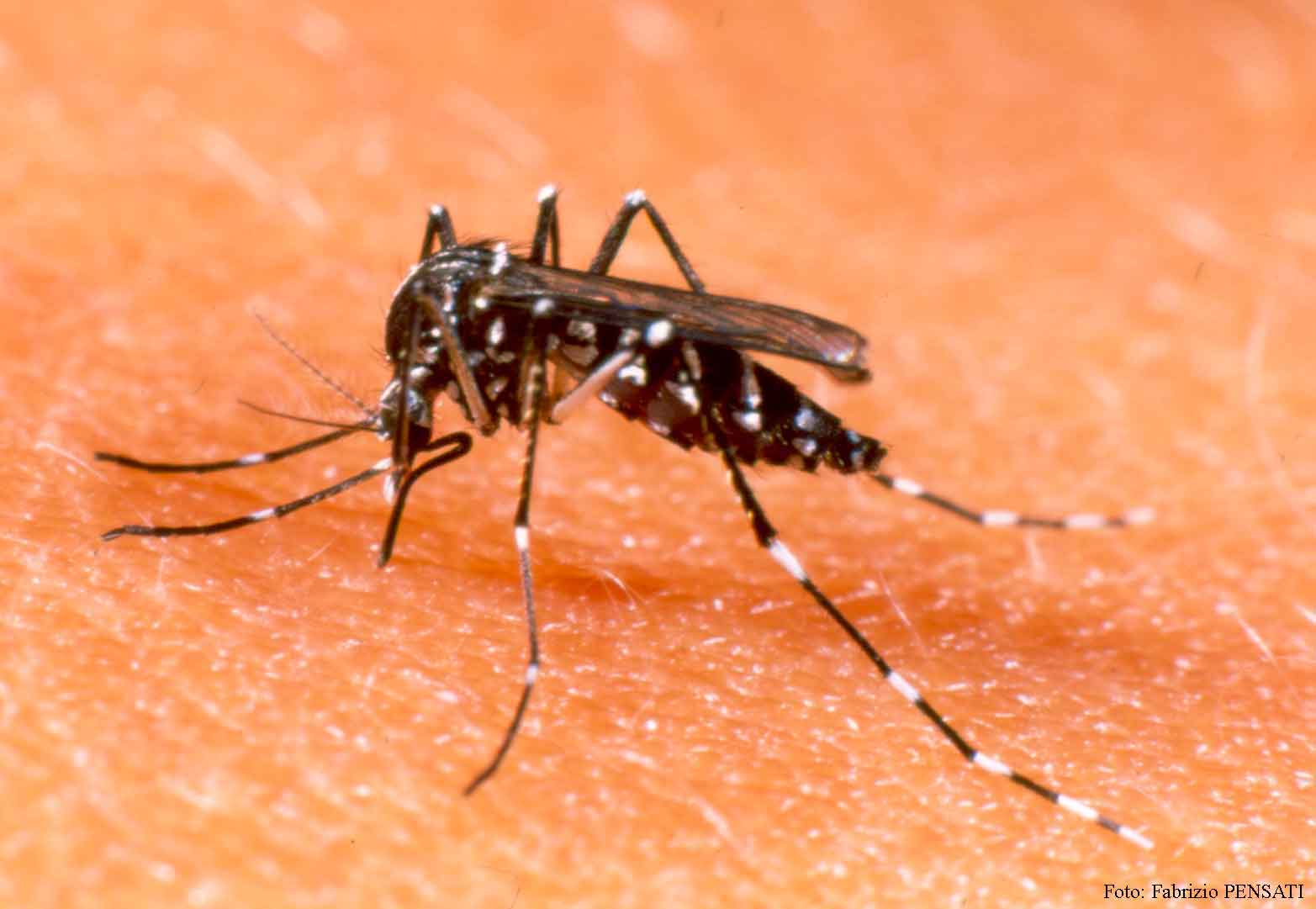 Confirmado caso de dengue em Canelinha
